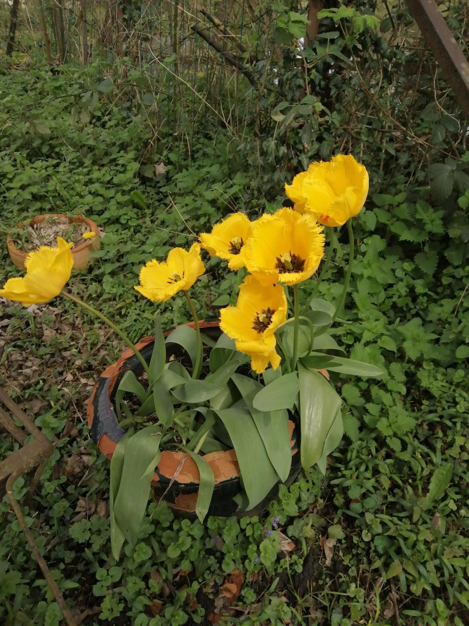 O Jardin De Boutancourt Villa Ngoại thất bức ảnh